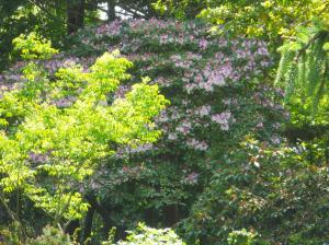 DSCN1004Another Massive Rhodie behind a Heptacodium just budding up for late season beauty.