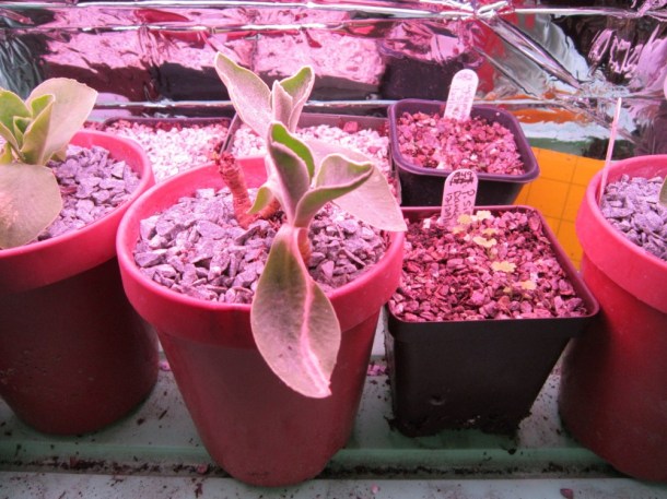An auricula seedling that hasn't bloomed yet for me.