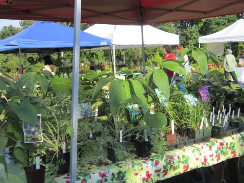 I had a few large Arisaema fargesii that caught people's attention and a few very tropical looking Sauromattum venosum.