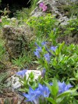 Gentiana septemfida var.&nbsp;lagodechiana