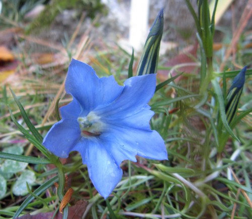 This fantastic plant is lighting up the front border!