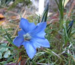 Gentiana x macaulayi “Kingfisher’