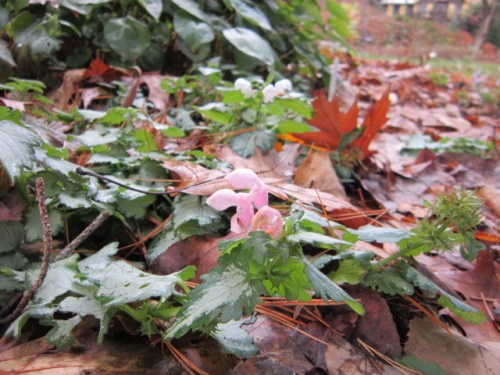 Lamium maculatum. Pink in front and a new white one in back. these are seedlings from an original 'Orchid Frost' I brought home five years ago.