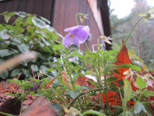 Viola cornuta. this is a sweet violet that I dug up from the floor of the greenhouse at work last spring! It has been blooming all summer!