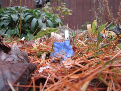 Gentiana x macaulyi 'Kingfisher' this showed up in a previous post, but it's still blooming with at least 6 flowers on it today!