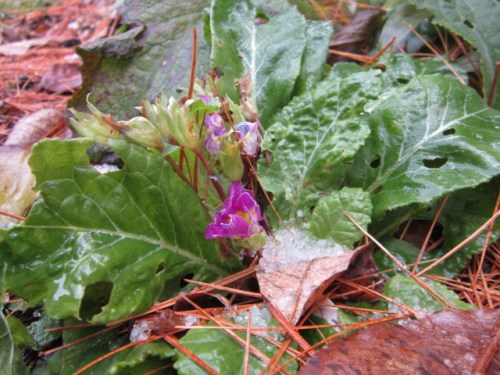 A very ratty Primula vulgaris pink rose form that has been in bloom all fall. I grew this from seed I recieved throught the APS seed-exchange a couple years ago.
