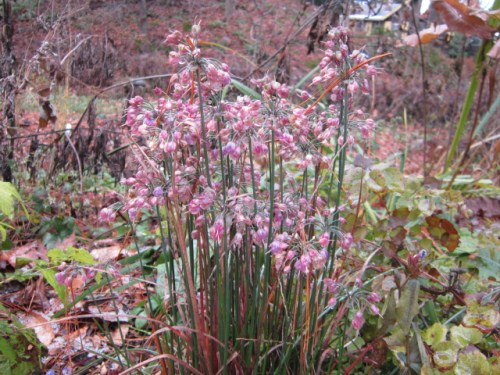 Allium thunbergii 'Ozawa' the latest blooming Allium you can buy...I think. I also have the white form but it was hidden when I took these photos by a Filipendula aurea. I have divided this plant many times and now have clumps of it all up and down this sunny border as well as potted for sale.