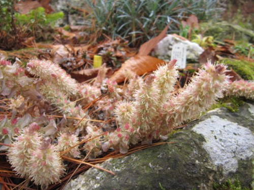 Orostachys iwarenge. One of the coolest succulents I know. It's also called Duncecaps for the long and pointy flower heads it grows. Earlier in it's bloom it is covered in bees.