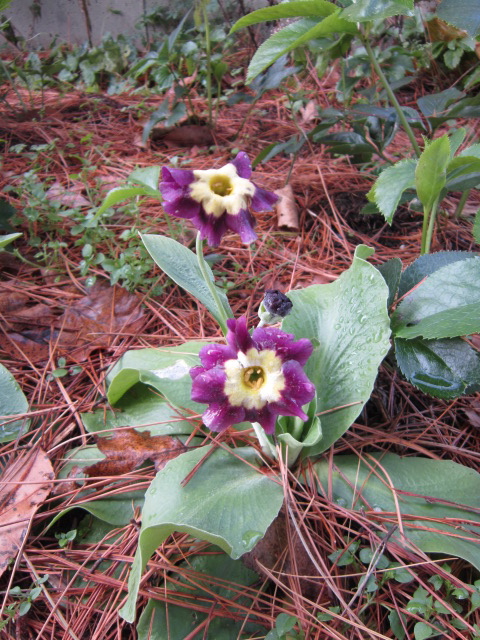 Primula auricula with a surprise late flower stem. I hope it will still have blooms in the spring. the flowers are very large on this one.