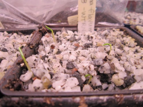 Arisaema flavens from seed I ordered through the NARGS seed-ex last year.