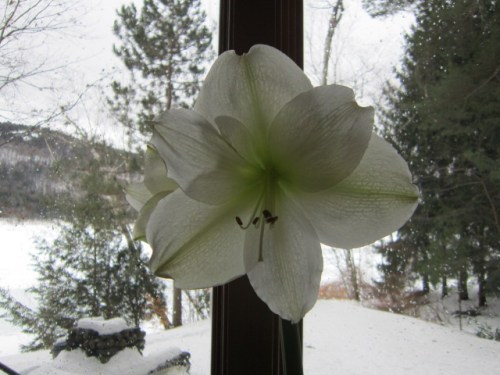 The only Amaryllis I can get to reflower every year. I have two others that never boom but I am not giving up on them!
