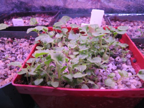 A potful of Primula acaulis. A few of the seedlings shriveled up and died for no apparent reason. The rest look fine so I don't think it was damping-off.