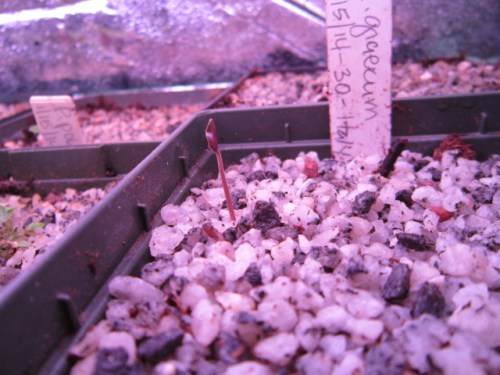 A newly sprouted Cyclamen graecum seedling. I got the seeds for these from a member of one of the plant groups I belong to either the Hellebore group or Trillium group. He offered an assortment of seed to the members who had something interesting in trade. Most of his seed was wild collected so it should be interesting to see what comes of these.