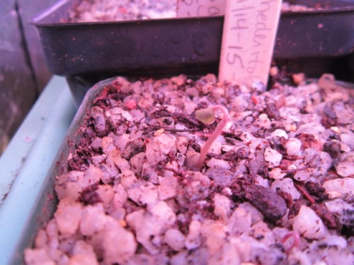 Cyclamen hederifolium seedlings just emerging. I got the seed for these from the APS seed exchange this year. The main round is almost over, but the second round will start March 1st and anyone can order seed....no membership in APS required!