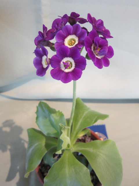 Primrose Hill Woodlanders | Grower of fine flowering woodland plants